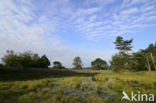 Purple Moor-grass (Molinia caerulea)