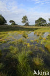 Purple Moor-grass (Molinia caerulea)