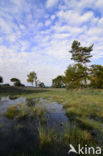 Purple Moor-grass (Molinia caerulea)