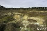 Purple Moor-grass (Molinia caerulea)