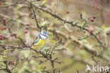 Blue Tit (Parus caeruleus)