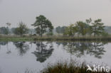 Pitrus (Juncus effusus)