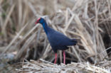 Purple Swamphen (Porphyrio porphyrio)