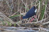 Purple Swamphen (Porphyrio porphyrio)