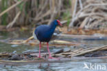 Purple Swamphen (Porphyrio porphyrio)