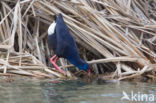 Purple Swamphen (Porphyrio porphyrio)