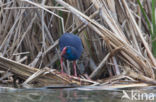 Purple Swamphen (Porphyrio porphyrio)