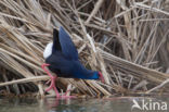 Purple Swamphen (Porphyrio porphyrio)