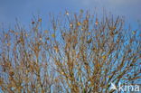 European Goldfinch (Carduelis carduelis)