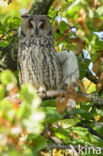 Long-eared Owl (Asio otus)