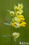 Ratelaar (Rhinanthus spec.)