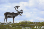 Rendier (Rangifer tarandus)