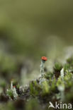 Rode heidelucifer (Cladonia floerkeana)