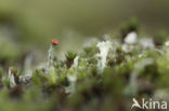 Rode heidelucifer (Cladonia floerkeana)