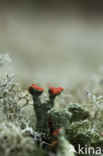 Rode heidelucifer (Cladonia floerkeana)