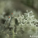 Bengal match lichen (Cladonia floerkeana)