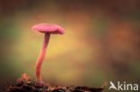 Amethyst Deceiver (Laccaria amethystina)