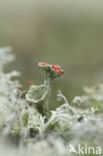 Red pixie cup (Cladonia coccifera)