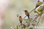 Red-throated Bee-eater (Merops bulocki)