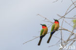 Red-throated Bee-eater (Merops bulocki)