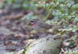 Siberian Rubythroat (Luscinia calliope)