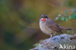 Siberian Rubythroat (Luscinia calliope)