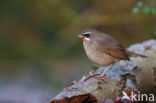 Siberian Rubythroat (Luscinia calliope)