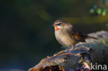 Siberian Rubythroat (Luscinia calliope)