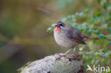 Siberian Rubythroat (Luscinia calliope)