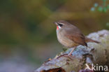 Siberian Rubythroat (Luscinia calliope)