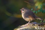 Roodkeelnachtegaal (Luscinia calliope)