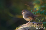 Siberian Rubythroat (Luscinia calliope)