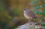 Siberian Rubythroat (Luscinia calliope)