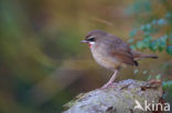 Siberian Rubythroat (Luscinia calliope)