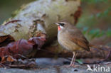 Siberian Rubythroat (Luscinia calliope)