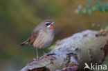 Siberian Rubythroat (Luscinia calliope)