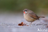 Siberian Rubythroat (Luscinia calliope)