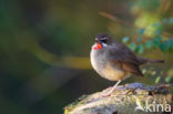 Siberian Rubythroat (Luscinia calliope)