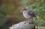 Siberian Rubythroat (Luscinia calliope)