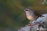 Siberian Rubythroat (Luscinia calliope)