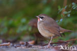 Siberian Rubythroat (Luscinia calliope)