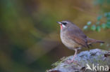 Siberian Rubythroat (Luscinia calliope)