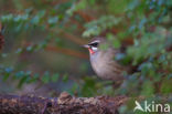 Siberian Rubythroat (Luscinia calliope)