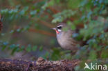 Roodkeelnachtegaal (Luscinia calliope)