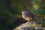 Roodkeelnachtegaal (Luscinia calliope)