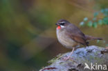 Siberian Rubythroat (Luscinia calliope)