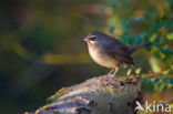 Siberian Rubythroat (Luscinia calliope)