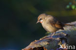 Siberian Rubythroat (Luscinia calliope)