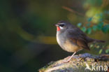 Siberian Rubythroat (Luscinia calliope)