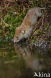 Rosse woelmuis (Clethrionomys glareolus)